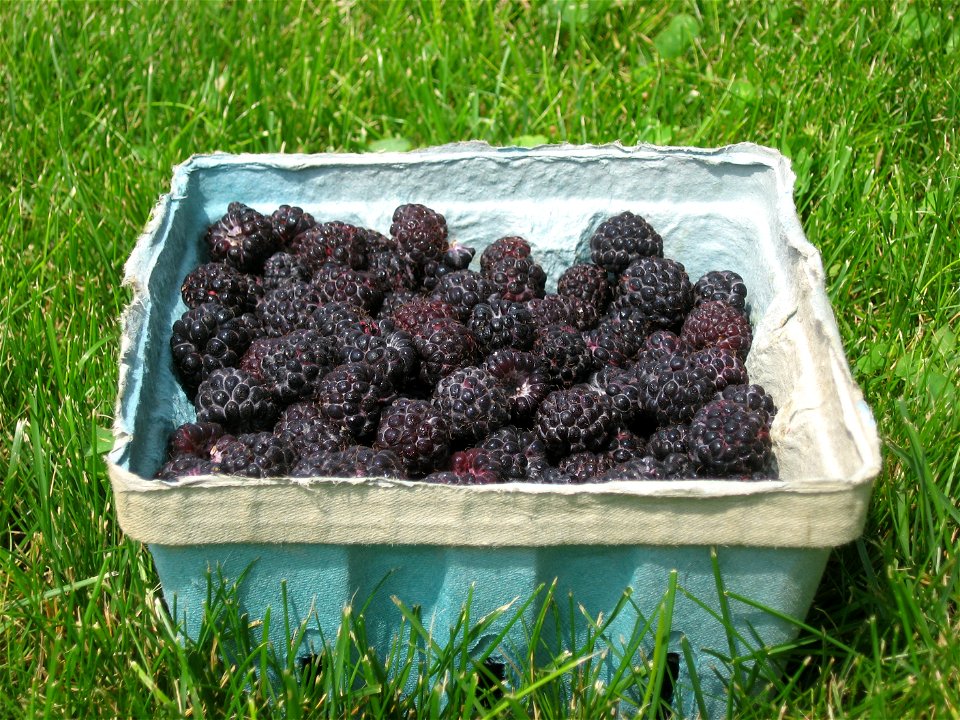 A pulp basket full of recently-picked black raspberries, sitting in the grass behind my house.