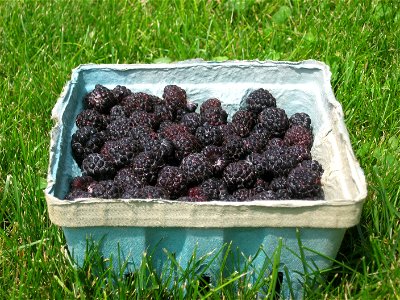 A pulp basket full of recently-picked black raspberries, sitting in the grass behind my house.