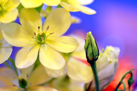 Nature yellow flower plant photo
