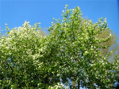 Gewöhnliche Traubenkirsche (Prunus padus) in Hockenheim