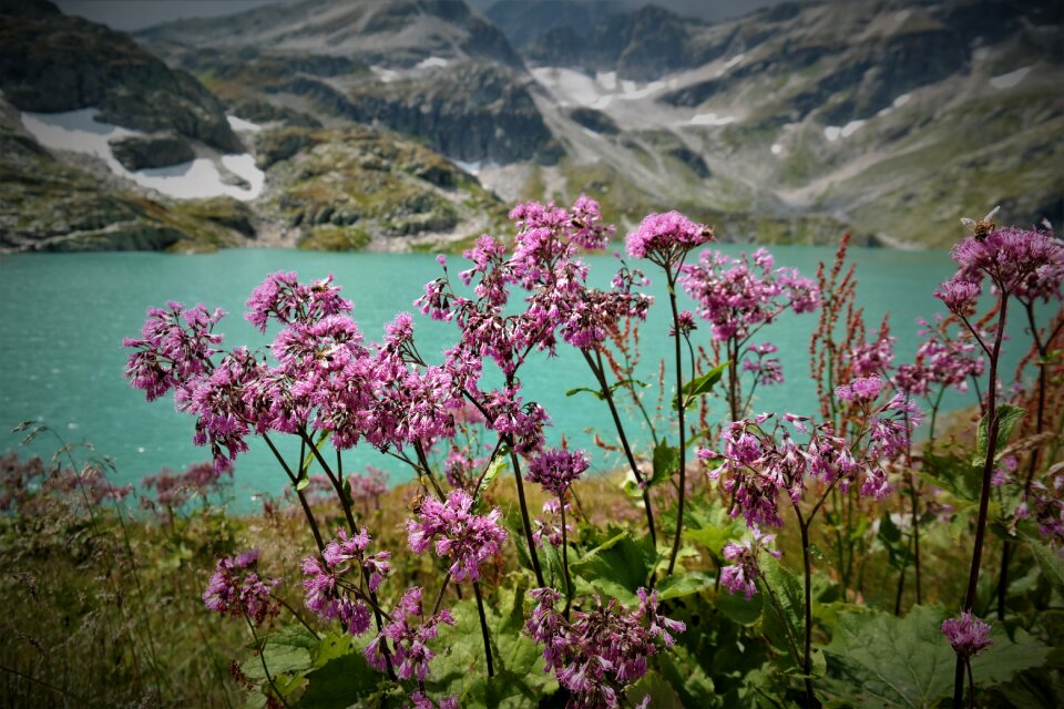 Flower landscape alpine