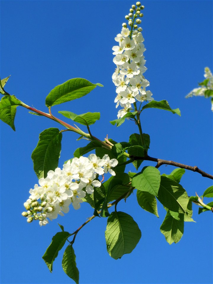 Gewöhnliche Traubenkirsche (Prunus padus) in Hockenheim photo