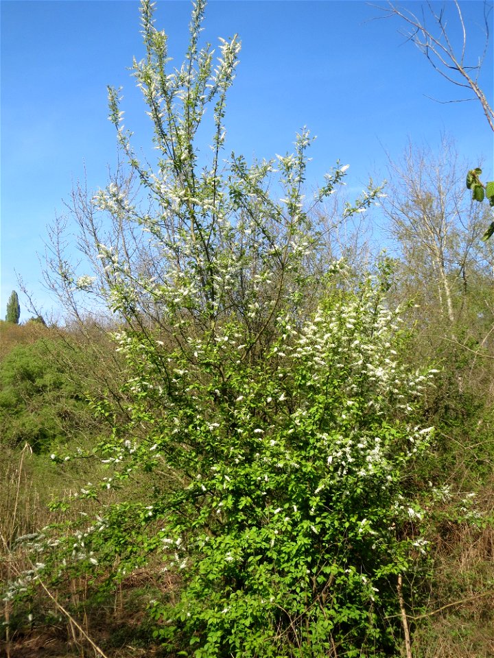 Gewöhnliche Traubenkirsche (Prunus padus) im Almet in Sankt Arnual