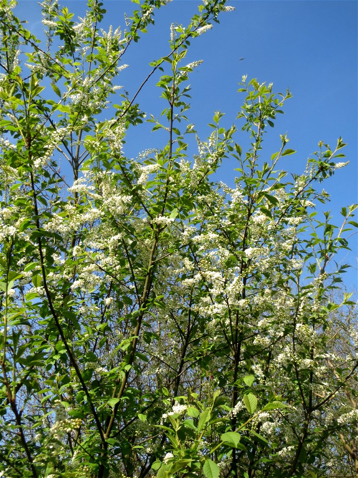 Gewöhnliche Traubenkirsche (Prunus padus) im Almet in Sankt Arnual