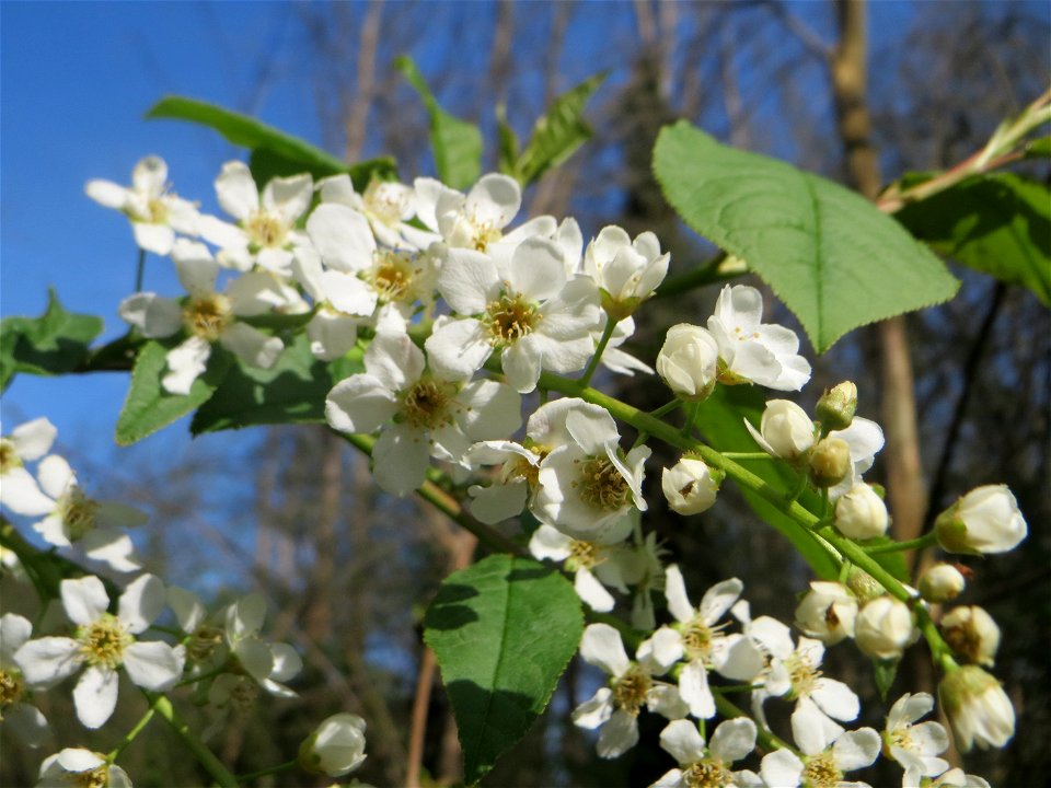 Gewöhnliche Traubenkirsche (Prunus padus) im Almet in Sankt Arnual