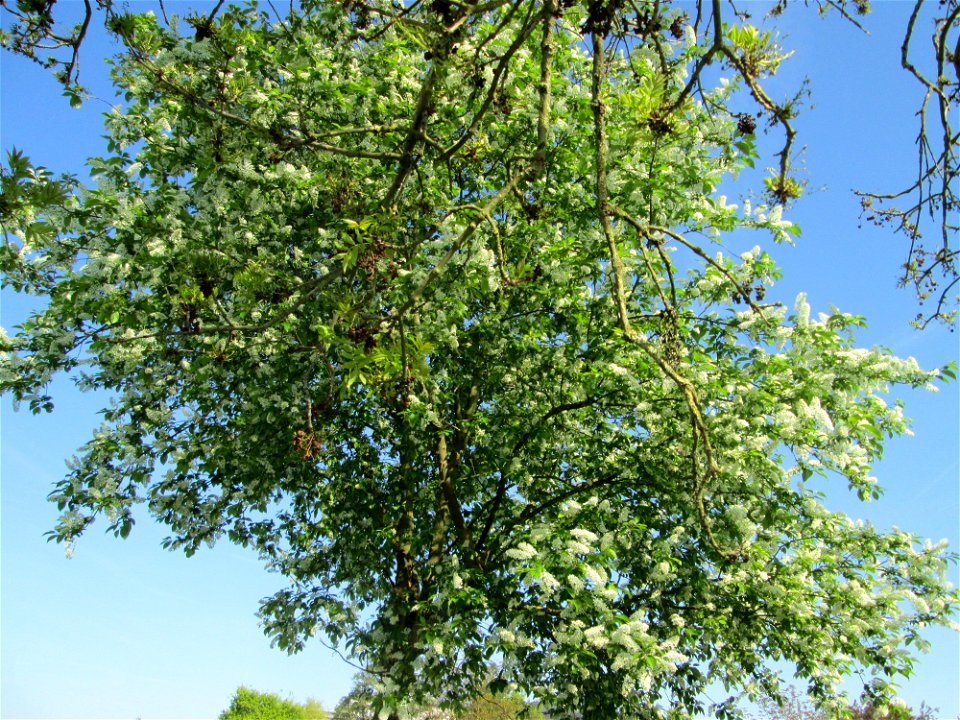 Gewöhnliche Traubenkirsche (Prunus padus) am Kraichbach in Hockenheim photo