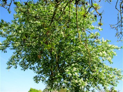 Gewöhnliche Traubenkirsche (Prunus padus) am Kraichbach in Hockenheim