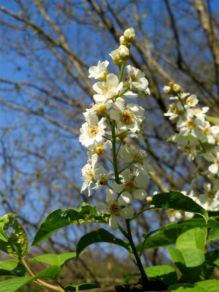 Gewöhnliche Traubenkirsche (Prunus padus) im Almet in Sankt Arnual