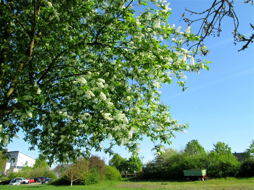 Gewöhnliche Traubenkirsche (Prunus padus) am Kraichbach in Hockenheim