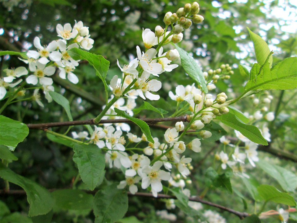 Gewöhnliche Traubenkirsche (Prunus padus) im Deutschmühlental in Alt-Saarbrücken