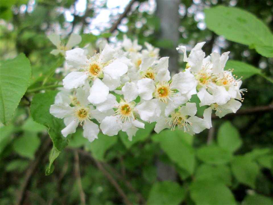 Gewöhnliche Traubenkirsche (Prunus padus) im Deutschmühlental in Alt-Saarbrücken photo