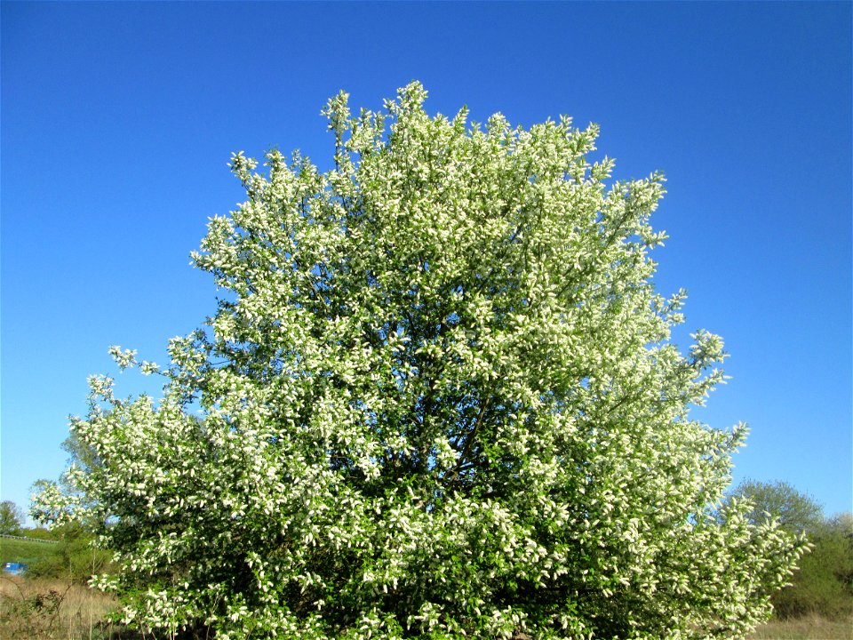 Gewöhnliche Traubenkirsche (Prunus padus) im Güdinger Allmet