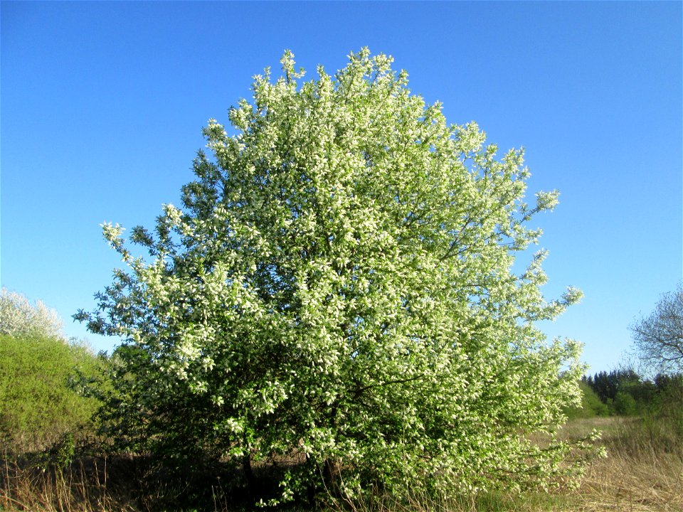 Gewöhnliche Traubenkirsche (Prunus padus) im Güdinger Allmet