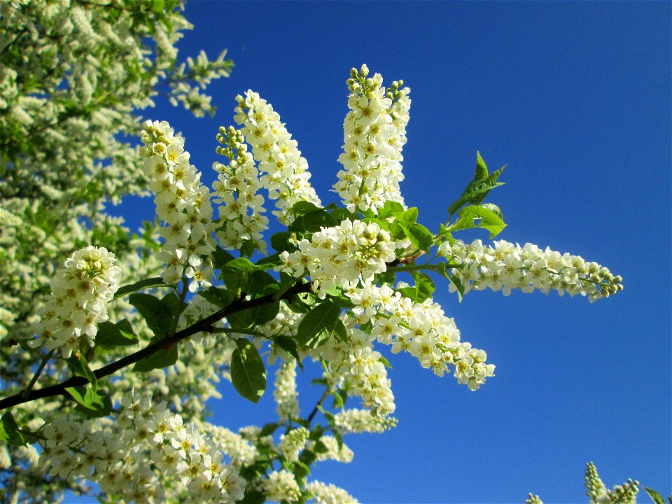 Gewöhnliche Traubenkirsche (Prunus padus) im Güdinger Allmet