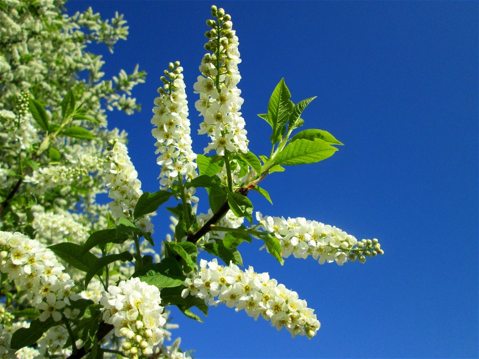 Gewöhnliche Traubenkirsche (Prunus padus) im Güdinger Allmet