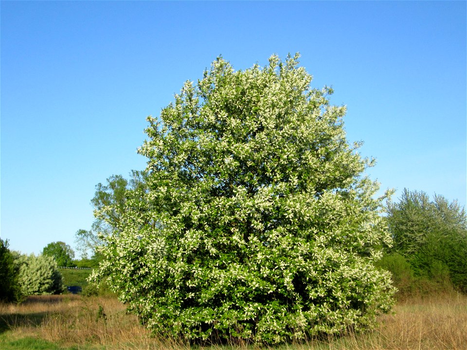 Gewöhnliche Traubenkirsche (Prunus padus) im Güdinger Allmet