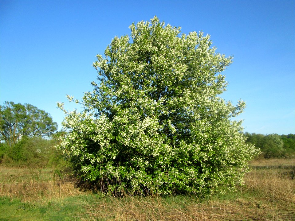 Gewöhnliche Traubenkirsche (Prunus padus) im Güdinger Allmet