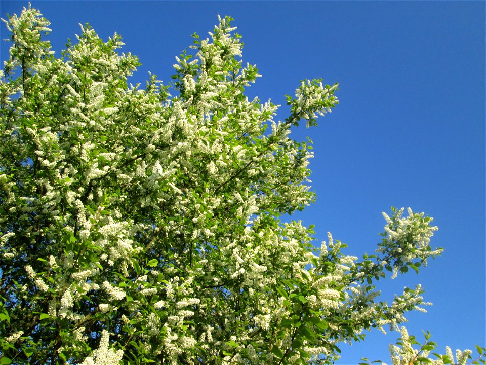 Gewöhnliche Traubenkirsche (Prunus padus) im Güdinger Allmet