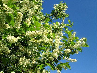 Gewöhnliche Traubenkirsche (Prunus padus) im Güdinger Allmet photo