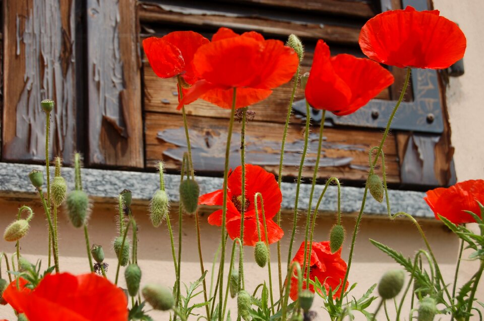 Bloom wildflowers poppy red