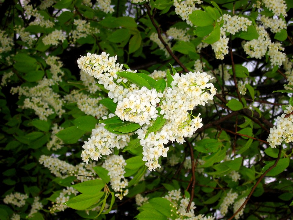 Apple tree flowers