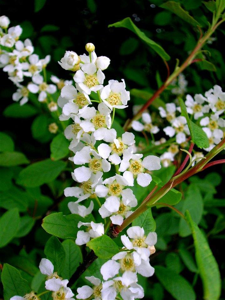 Bird Cherry (Prunus padus) in full flower, Eglinton, North Ayrshire, Scotland