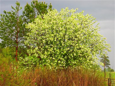 Bird cherry tree flowers photo