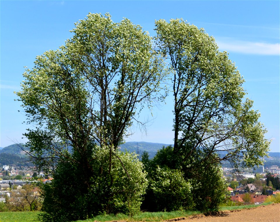 Hackberry-trees in St. Johann in the community of Villach