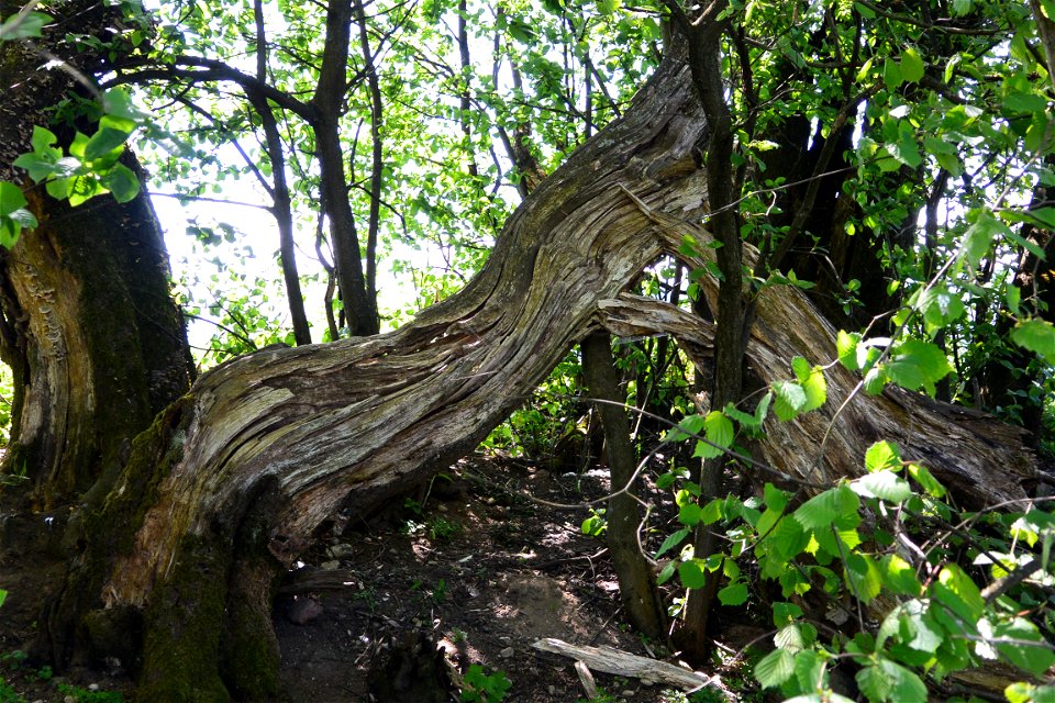 Hackberry-trees in St. Johann in the community of Villach