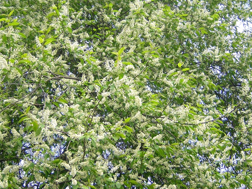 Prunus padus (syn. Padus racemosa (Lam.) Gilib.). Flowering. Russia, Ukhta. Черёмуха обыкновенная, цветение. Россия, Ухта