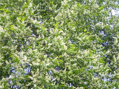 Prunus padus (syn. Padus racemosa (Lam.) Gilib.). Flowering. Russia, Ukhta. Черёмуха обыкновенная, цветение. Россия, Ухта photo