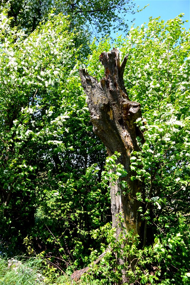 Hackberry-trees in St. Johann in the community of Villach