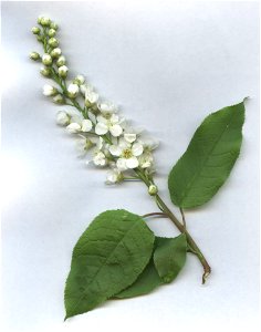 Prunus padus (syn. Padus racemosa (Lam.) Gilib.). Flowers and leaves. Russia, Ukhta. Scanned. Черёмуха обыкновенная, соцветия, листья. Россия, Ухта.