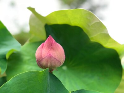 Beauty looking forward to fresh