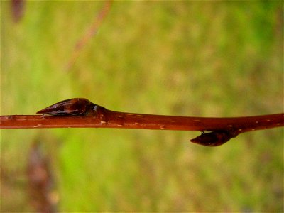 Prunus padus Knospen der Frühblühenden Traubenkirsche