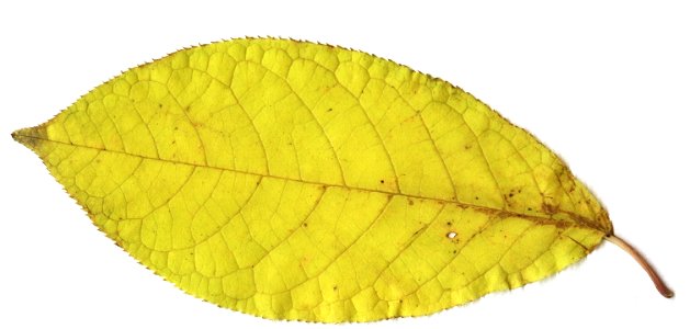 Leaf of Prunus padus. Fall colour. Scanned.