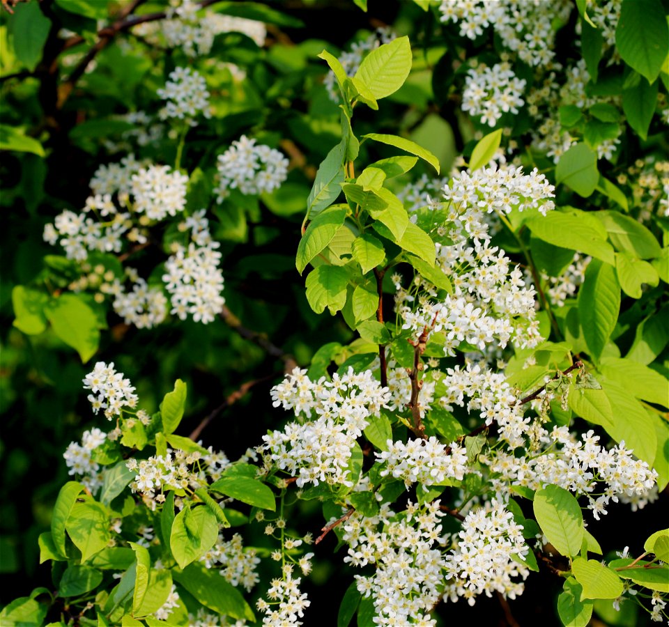 Flower of tree Prunus padus, east Bohemia, Czech Republic