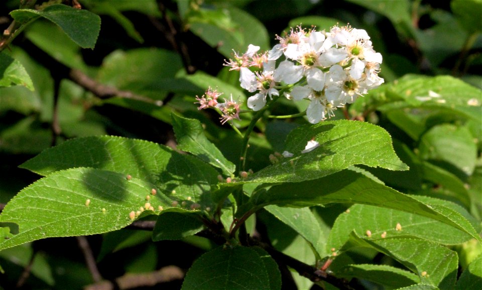 Flower of tree Prunus padus, east Bohemia, Czech Republic