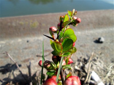 ausgewilderte Japanische Zierquitte (Chaenomeles japonica) zwischen A620 und Saar in Alt-Saarbrücken