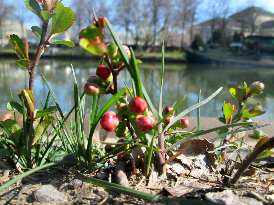 ausgewilderte Japanische Zierquitte (Chaenomeles japonica) zwischen A620 und Saar in Alt-Saarbrücken