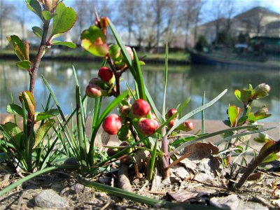 ausgewilderte Japanische Zierquitte (Chaenomeles japonica) zwischen A620 und Saar in Alt-Saarbrücken photo