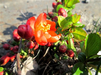 ausgewilderte Japanische Zierquitte (Chaenomeles japonica) zwischen A620 und Saar in Alt-Saarbrücken