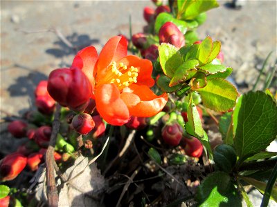 ausgewilderte Japanische Zierquitte (Chaenomeles japonica) zwischen A620 und Saar in Alt-Saarbrücken photo