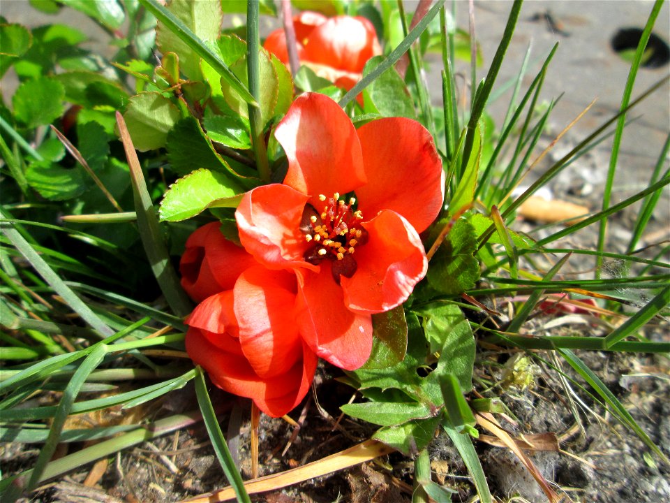 ausgewilderte Japanische Zierquitte (Chaenomeles japonica) zwischen A620 und Saar in Alt-Saarbrücken