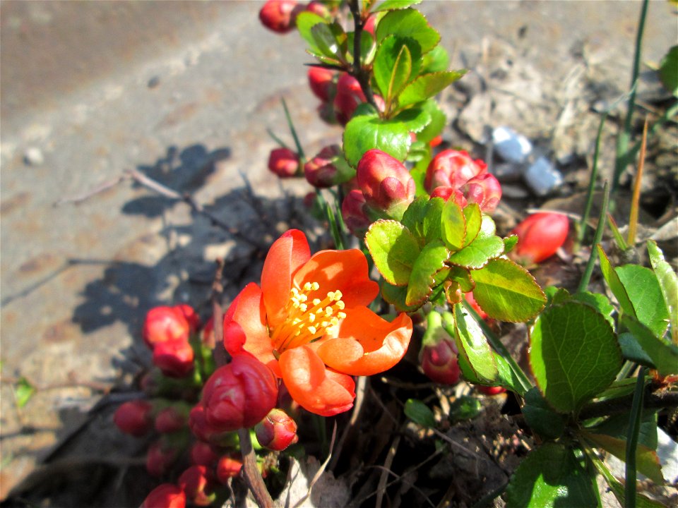 ausgewilderte Japanische Zierquitte (Chaenomeles japonica) zwischen A620 und Saar in Alt-Saarbrücken