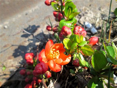 ausgewilderte Japanische Zierquitte (Chaenomeles japonica) zwischen A620 und Saar in Alt-Saarbrücken