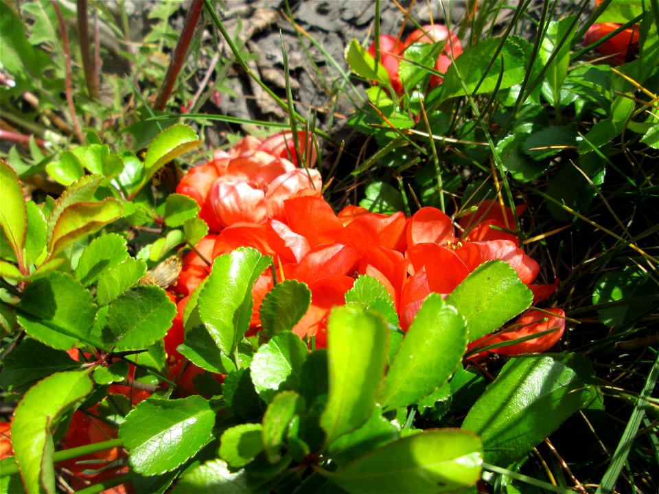 ausgewilderte Japanische Zierquitte (Chaenomeles japonica) zwischen A620 und Saar in Alt-Saarbrücken
