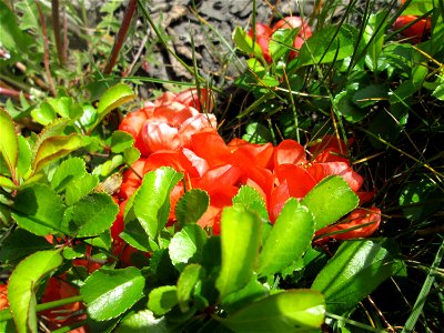 ausgewilderte Japanische Zierquitte (Chaenomeles japonica) zwischen A620 und Saar in Alt-Saarbrücken