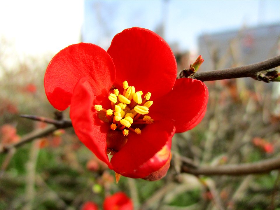 Japanische Zierquitte (Chaenomeles japonica) in Brebach