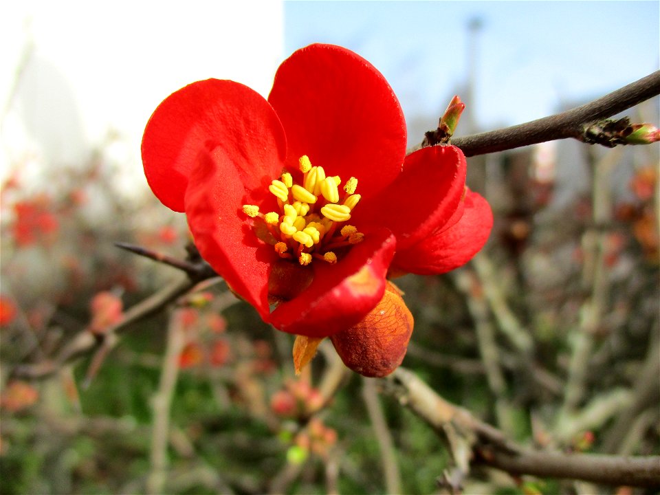 Japanische Zierquitte (Chaenomeles japonica) in Brebach